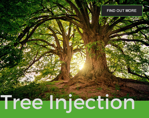 Mondo Verde Tree Injection